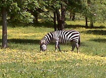 tennessee-zebra.jpg